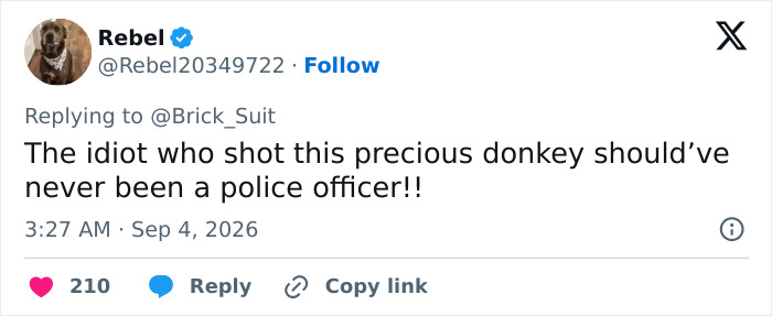 Georgia Cop Reveals Why He Fatally Fired On Baby Donkey As Owner Shares Heartbreaking Clip Of HeeHaw&rsquo;s Last Days
