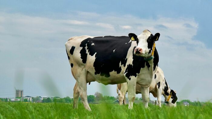 43 Harmless-Looking Things That Can Be Way More Dangerous Than People Realize