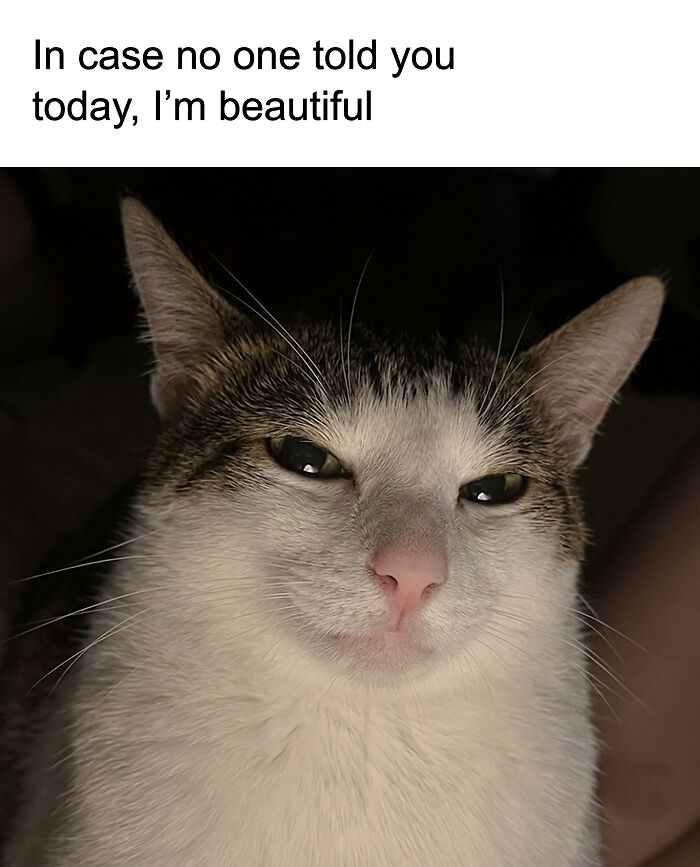 77 Cat Memes You Will Probably Want To Send To Someone Special