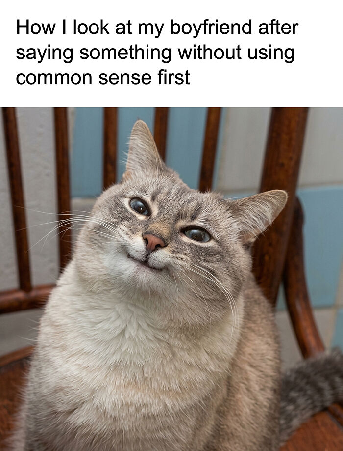 77 Cat Memes You Will Probably Want To Send To Someone Special