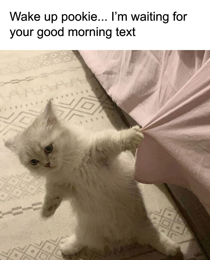 77 Cat Memes You Will Probably Want To Send To Someone Special