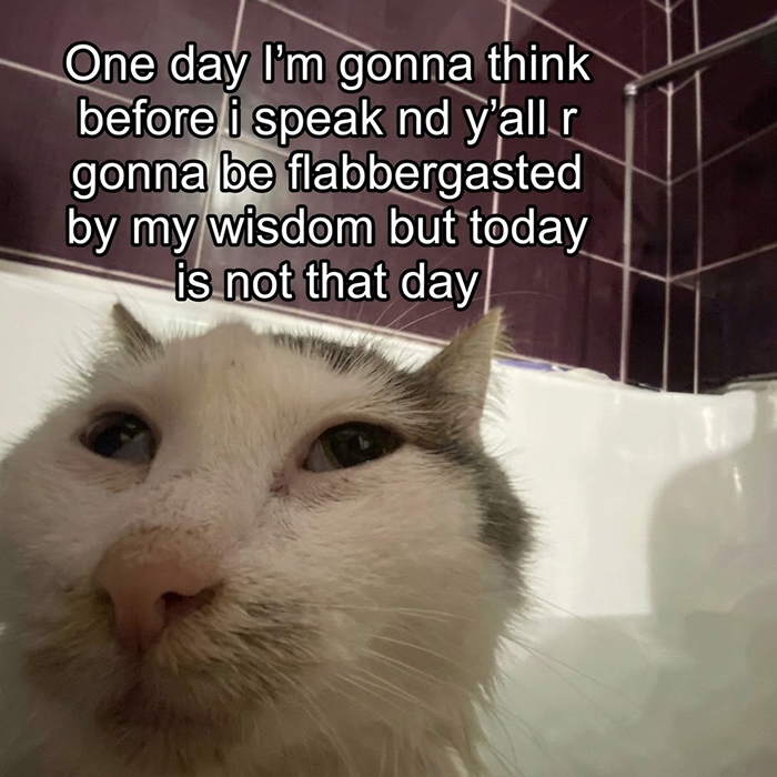 77 Cat Memes You Will Probably Want To Send To Someone Special