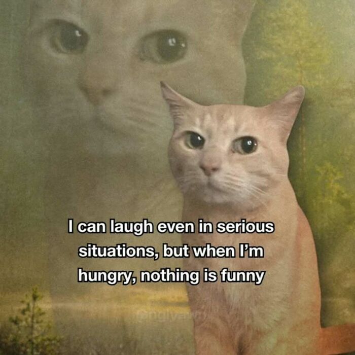 77 Cat Memes You Will Probably Want To Send To Someone Special