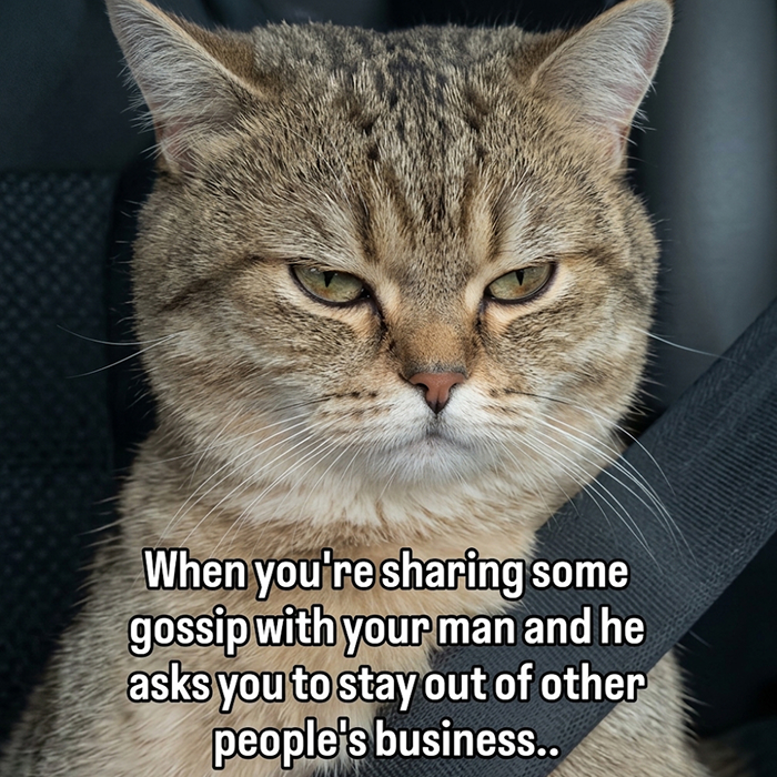 77 Cat Memes You Will Probably Want To Send To Someone Special