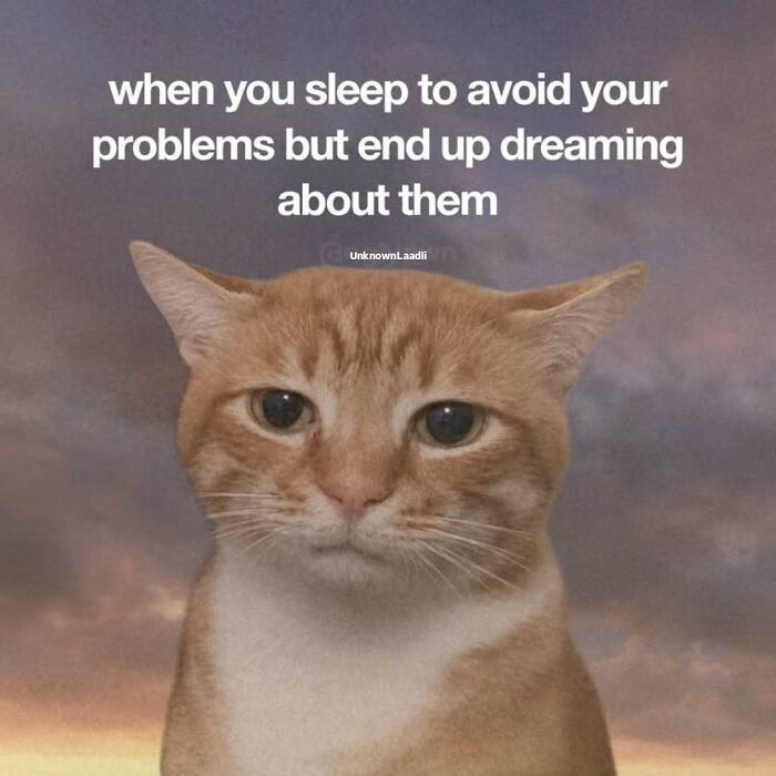 77 Cat Memes You Will Probably Want To Send To Someone Special