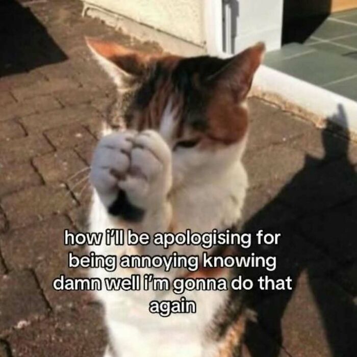 77 Cat Memes You Will Probably Want To Send To Someone Special