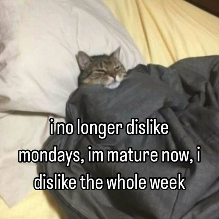 77 Cat Memes You Will Probably Want To Send To Someone Special
