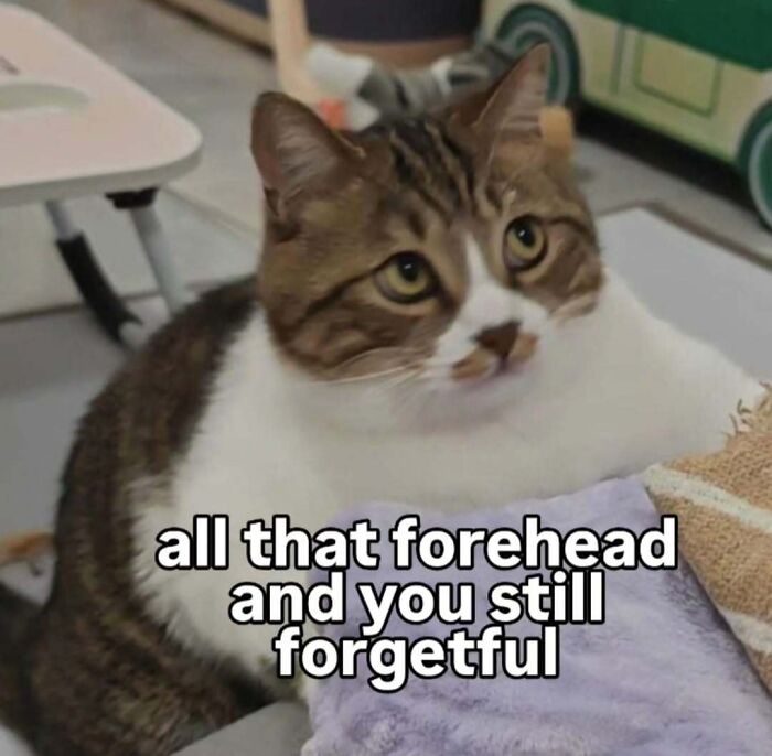 77 Cat Memes You Will Probably Want To Send To Someone Special