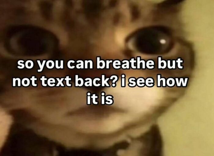 77 Cat Memes You Will Probably Want To Send To Someone Special