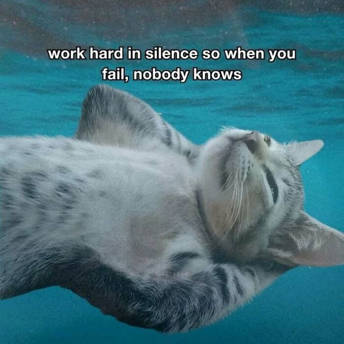 77 Cat Memes You Will Probably Want To Send To Someone Special