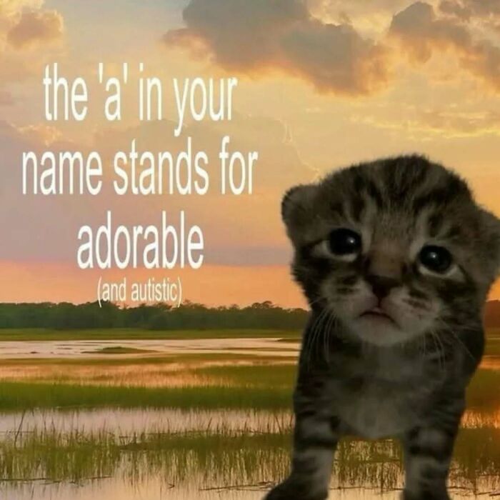 77 Cat Memes You Will Probably Want To Send To Someone Special