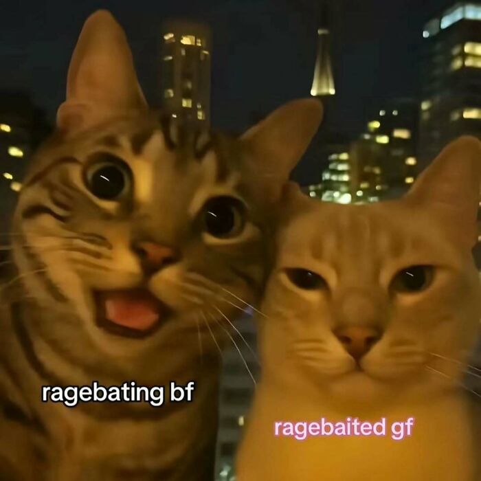 77 Cat Memes You Will Probably Want To Send To Someone Special