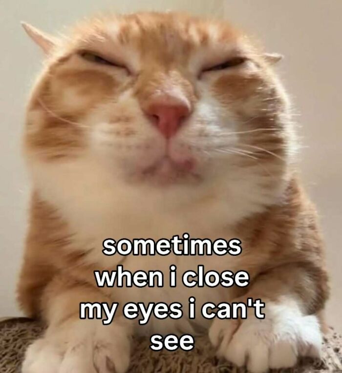 77 Cat Memes You Will Probably Want To Send To Someone Special