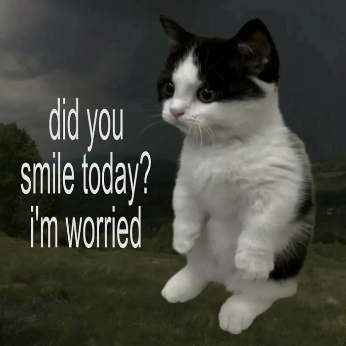77 Cat Memes You Will Probably Want To Send To Someone Special