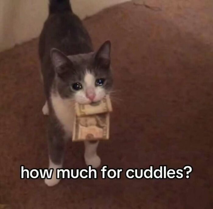 77 Cat Memes You Will Probably Want To Send To Someone Special