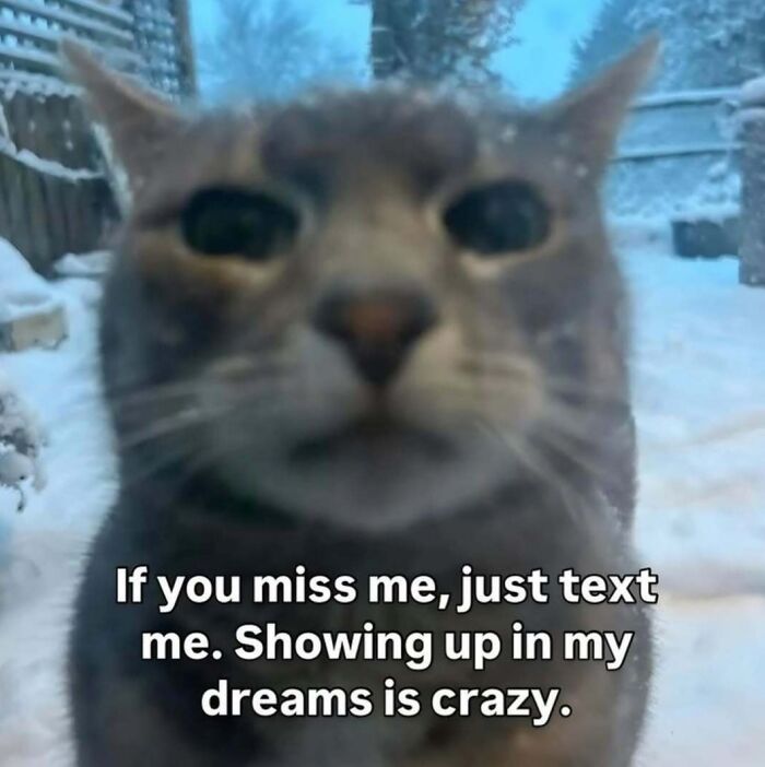 77 Cat Memes You Will Probably Want To Send To Someone Special