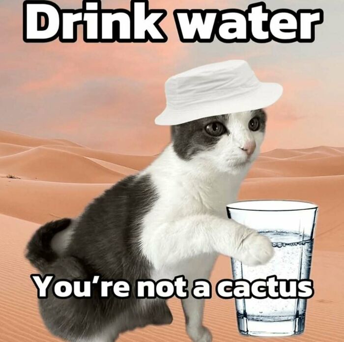 77 Cat Memes You Will Probably Want To Send To Someone Special