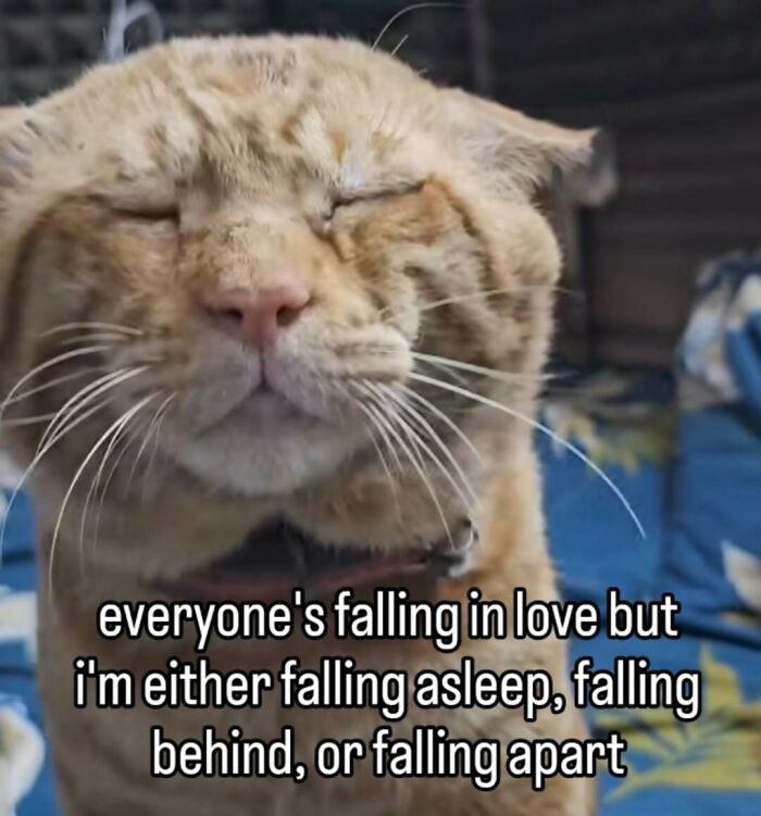 77 Cat Memes You Will Probably Want To Send To Someone Special