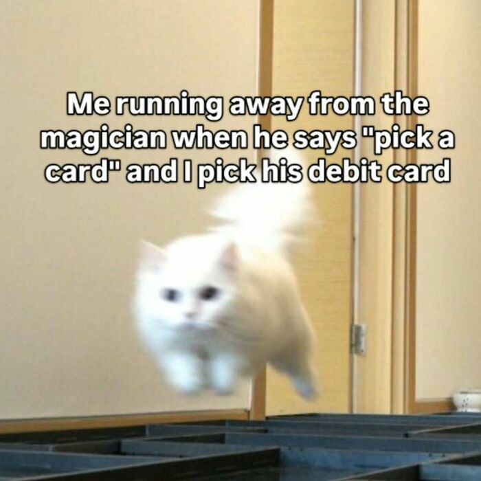 77 Cat Memes You Will Probably Want To Send To Someone Special