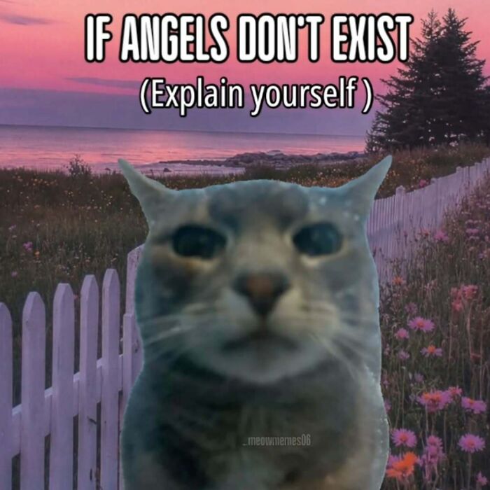 77 Cat Memes You Will Probably Want To Send To Someone Special