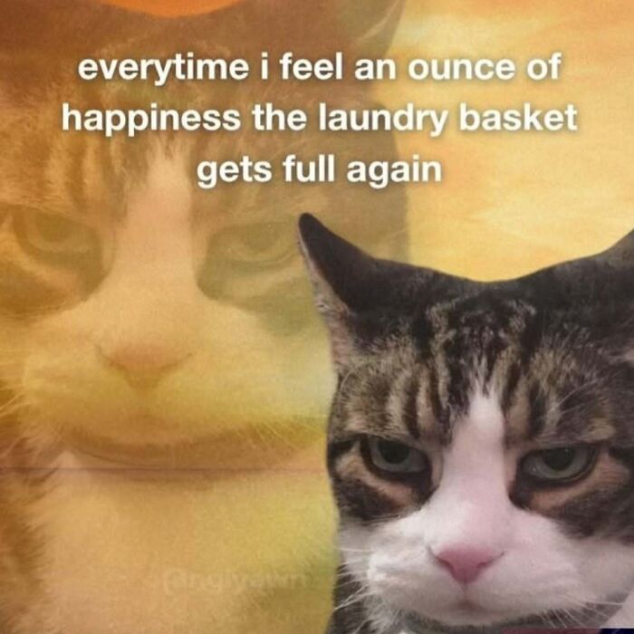 77 Cat Memes You Will Probably Want To Send To Someone Special