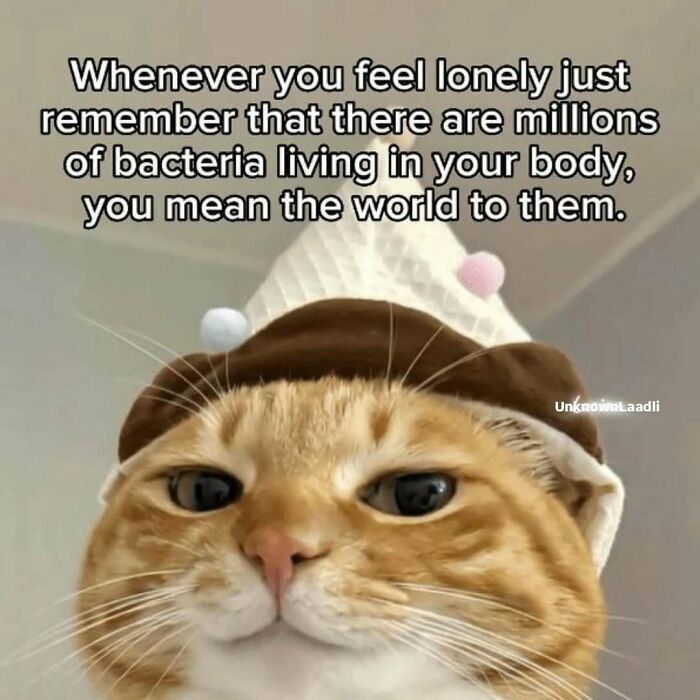 77 Cat Memes You Will Probably Want To Send To Someone Special
