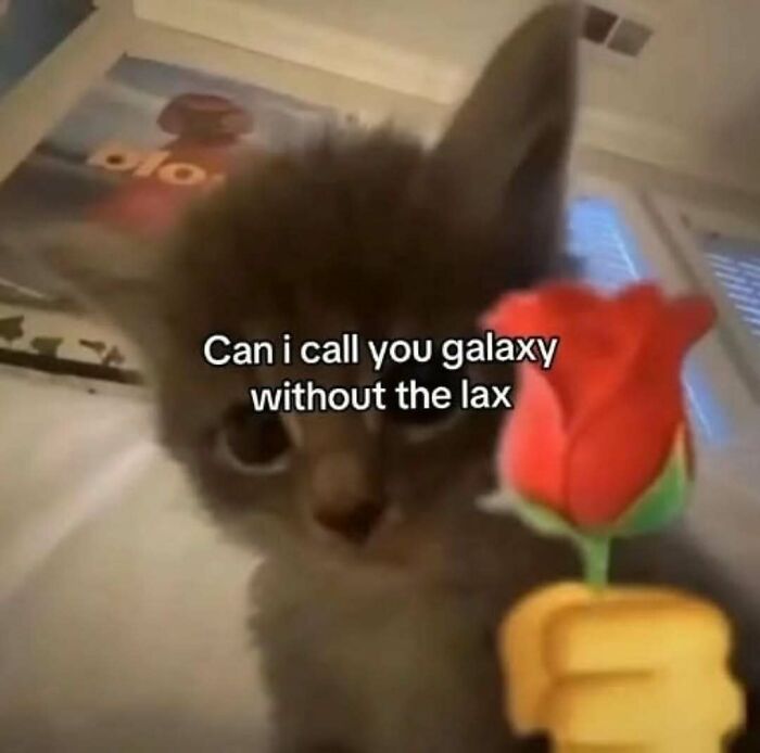 77 Cat Memes You Will Probably Want To Send To Someone Special