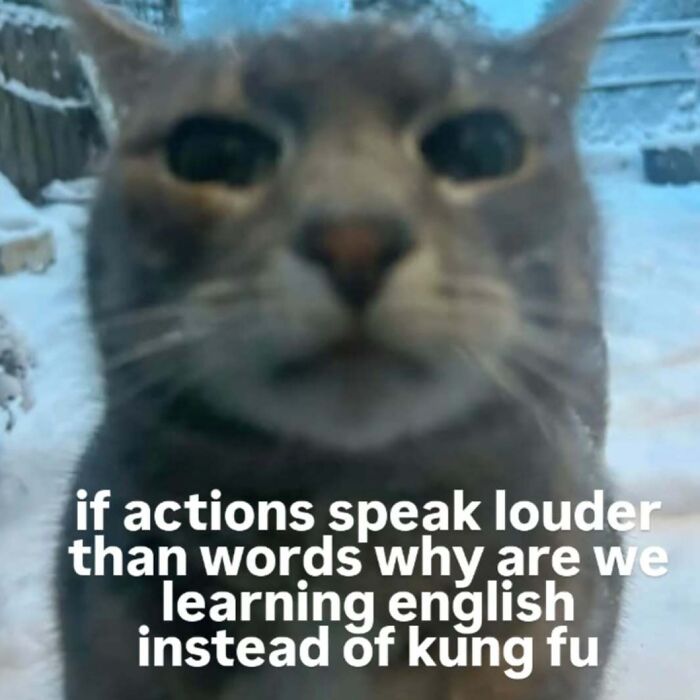 77 Cat Memes You Will Probably Want To Send To Someone Special