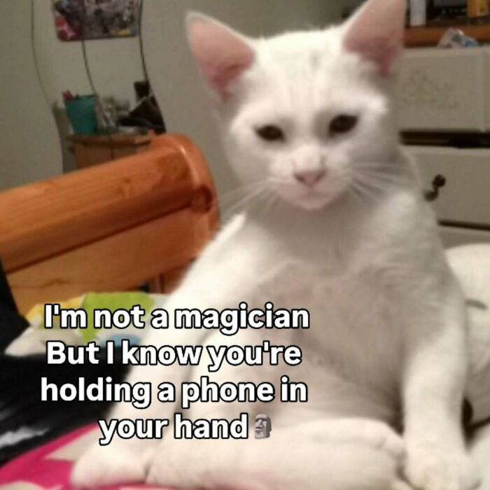77 Cat Memes You Will Probably Want To Send To Someone Special