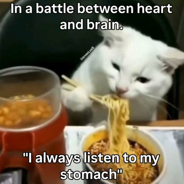 77 Cat Memes You Will Probably Want To Send To Someone Special
