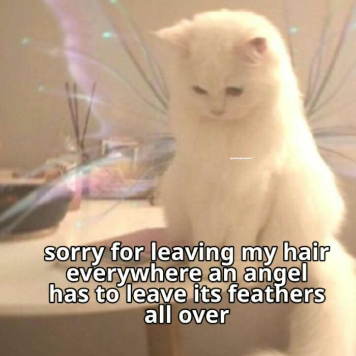 77 Cat Memes You Will Probably Want To Send To Someone Special