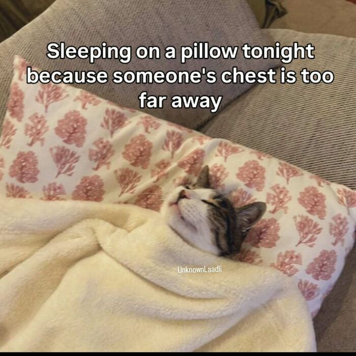 77 Cat Memes You Will Probably Want To Send To Someone Special