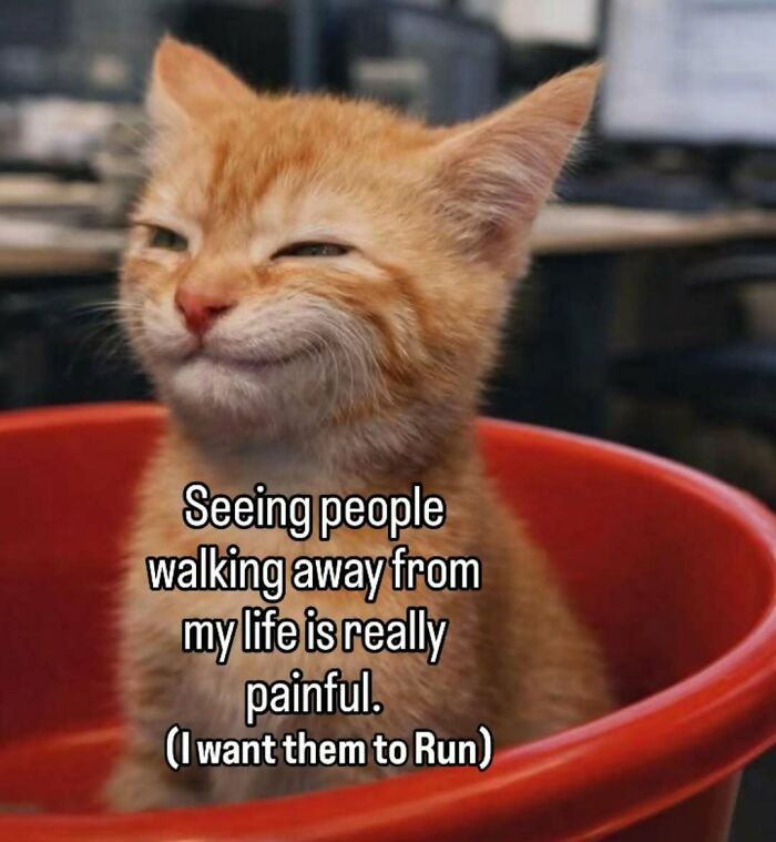 77 Cat Memes You Will Probably Want To Send To Someone Special