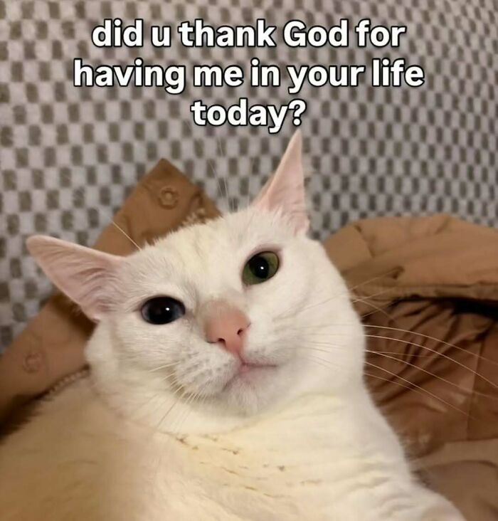 77 Cat Memes You Will Probably Want To Send To Someone Special