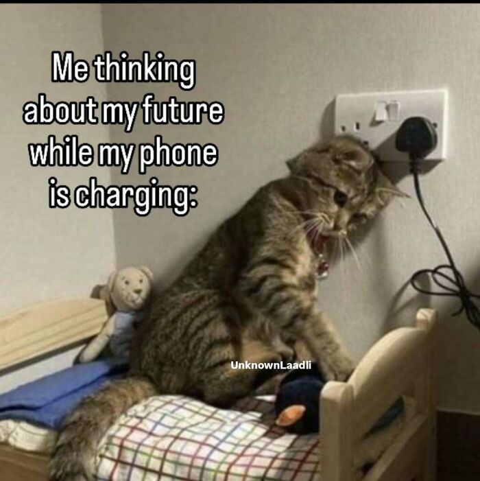 77 Cat Memes You Will Probably Want To Send To Someone Special
