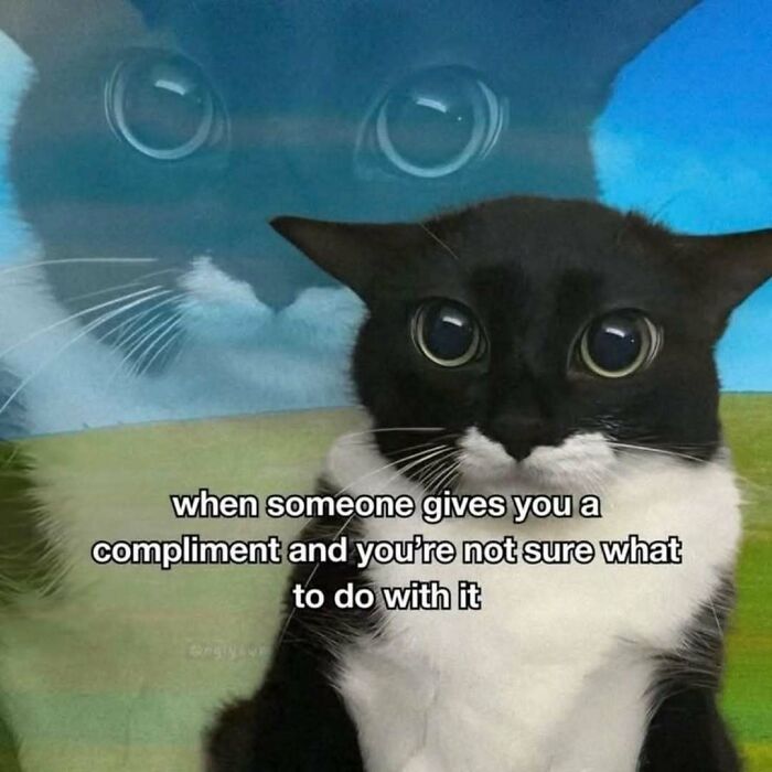 77 Cat Memes You Will Probably Want To Send To Someone Special