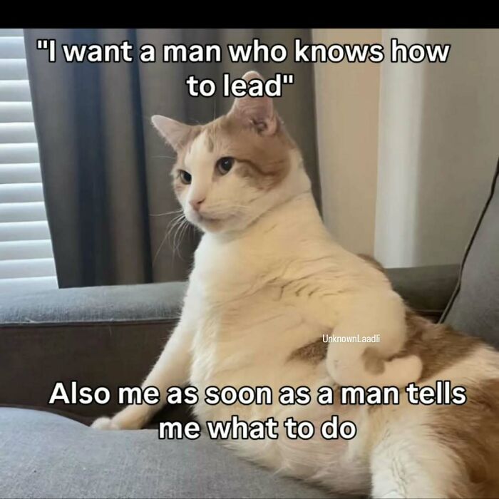 77 Cat Memes You Will Probably Want To Send To Someone Special