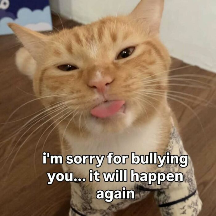 77 Cat Memes You Will Probably Want To Send To Someone Special