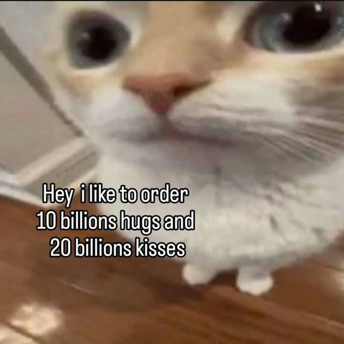 77 Cat Memes You Will Probably Want To Send To Someone Special