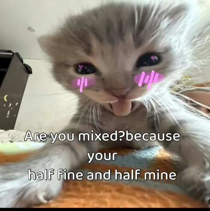 77 Cat Memes You Will Probably Want To Send To Someone Special