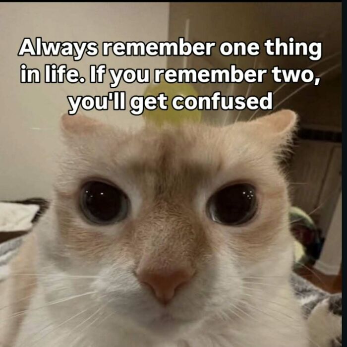 77 Cat Memes You Will Probably Want To Send To Someone Special