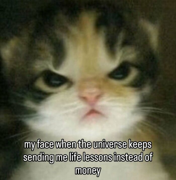 77 Cat Memes You Will Probably Want To Send To Someone Special