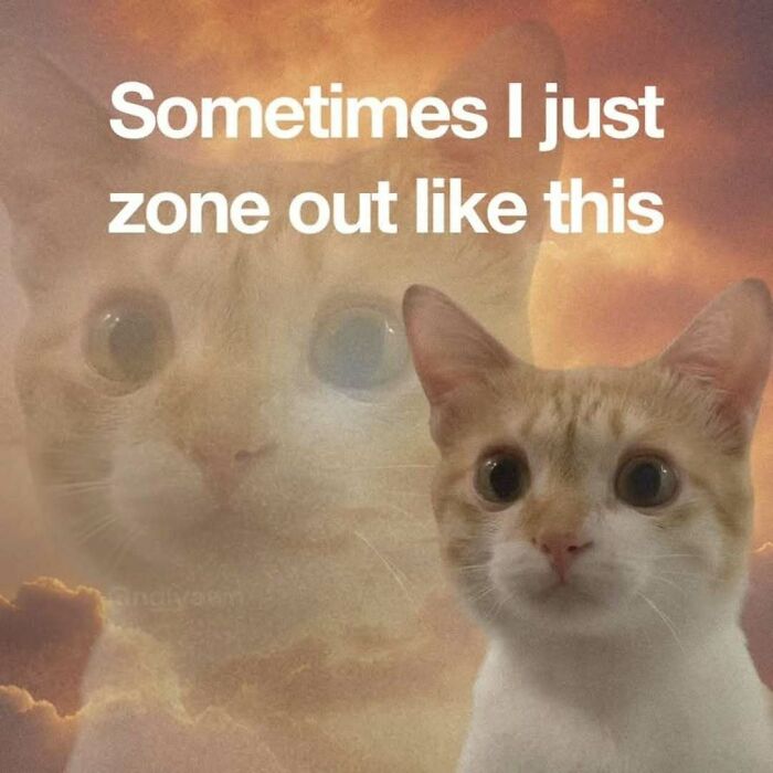 77 Cat Memes You Will Probably Want To Send To Someone Special