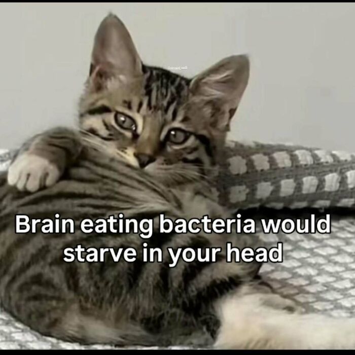 77 Cat Memes You Will Probably Want To Send To Someone Special