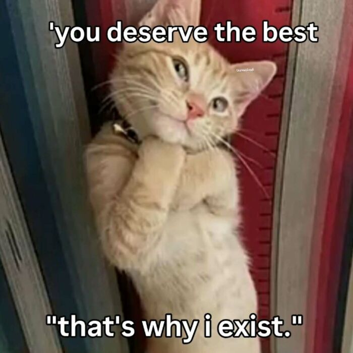 77 Cat Memes You Will Probably Want To Send To Someone Special