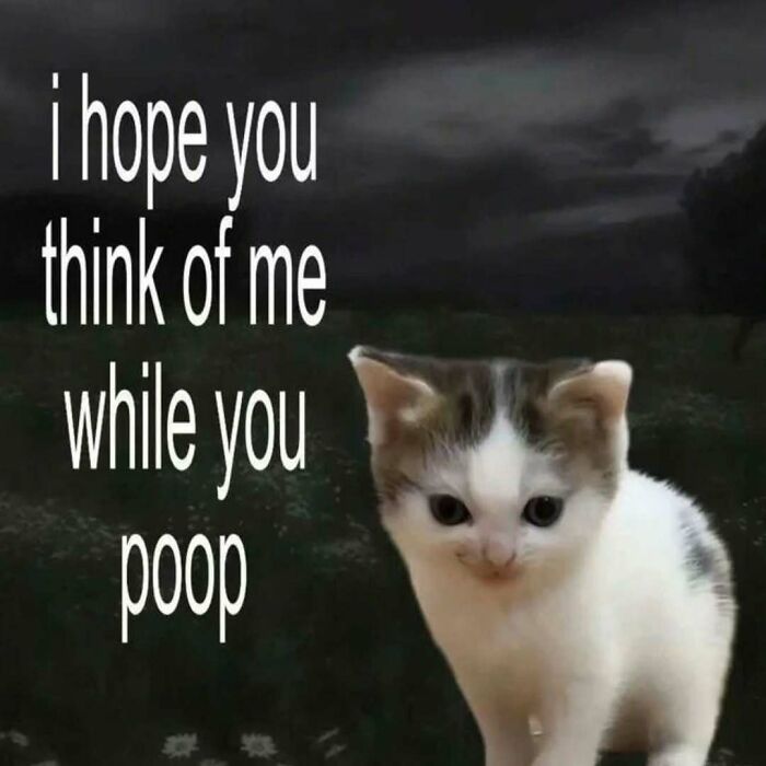 77 Cat Memes You Will Probably Want To Send To Someone Special