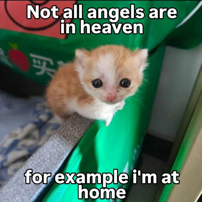 77 Cat Memes You Will Probably Want To Send To Someone Special