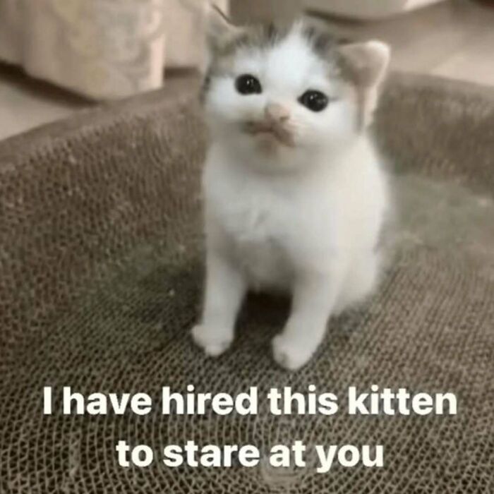 77 Cat Memes You Will Probably Want To Send To Someone Special