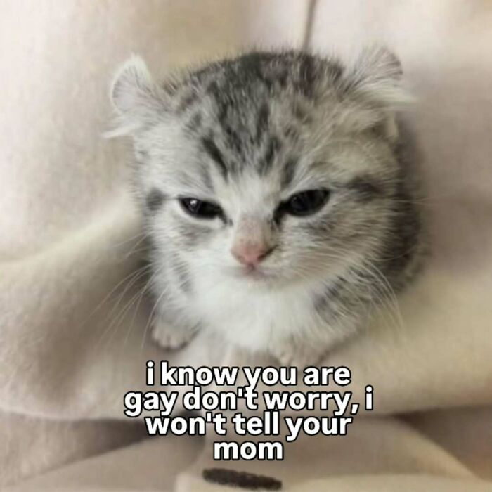 77 Cat Memes You Will Probably Want To Send To Someone Special