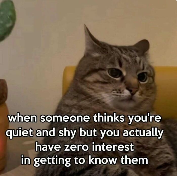 77 Cat Memes You Will Probably Want To Send To Someone Special